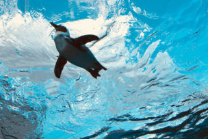 サンシャイン水族館 空飛ぶペンギン2